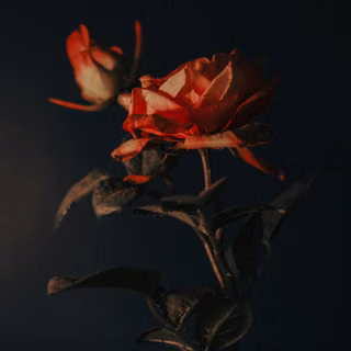 Dark red roses wallpaper