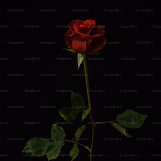 Dark red roses wallpaper
