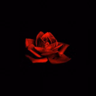 Dark red roses wallpaper
