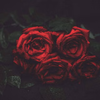 Dark red roses wallpaper