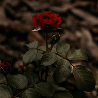 Dark red roses wallpaper