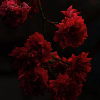 Dark red roses wallpaper