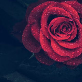 Dark red roses wallpaper