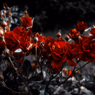 Dark red roses wallpaper