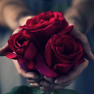 Dark red roses wallpaper