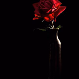 Dark red roses wallpaper