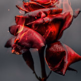 Dark red roses wallpaper