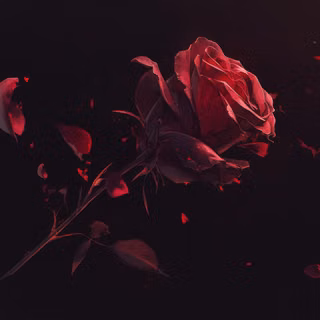 Dark red roses wallpaper