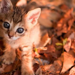 Cute cat autumn wallpaper