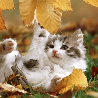 Cute cat autumn wallpaper
