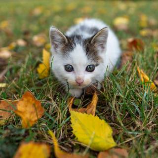 Cute cat autumn wallpaper