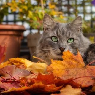 Cute cat autumn wallpaper