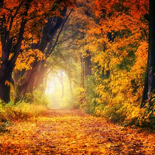 4k autumn portrait wallpaper