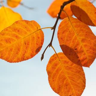 4k autumn portrait wallpaper