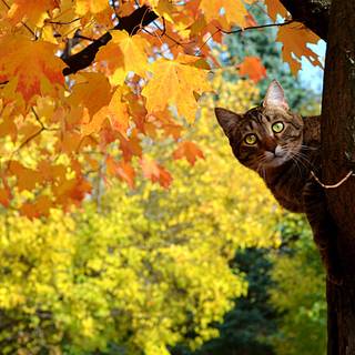 Cute cat autumn wallpaper