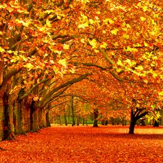 4k autumn portrait wallpaper