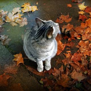 Cute cat autumn wallpaper