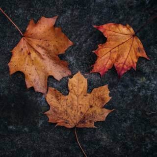 Autumn leaves simple wallpaper