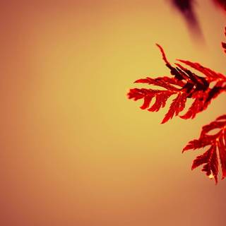 Autumn leaves simple wallpaper