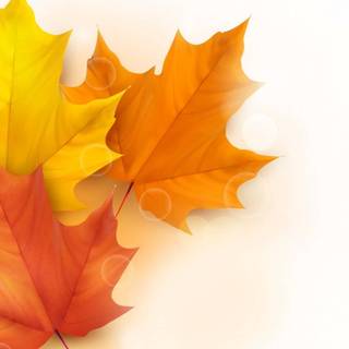 Autumn leaves simple wallpaper