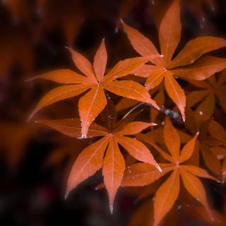 Autumn leaves simple wallpaper