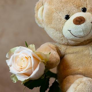 Cute bear 4k wallpaper