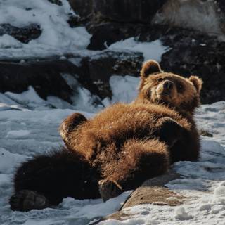 Cute bear 4k wallpaper