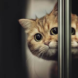 Cats 4k desktop wallpaper