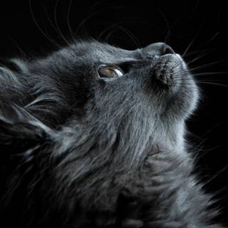 Cats 4k desktop wallpaper