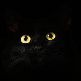 Cats 4k desktop wallpaper