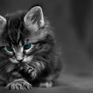 Cats 4k desktop wallpaper