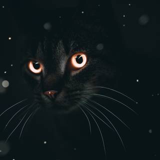 Cats 4k desktop wallpaper