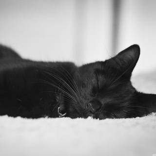 Cats 4k desktop wallpaper