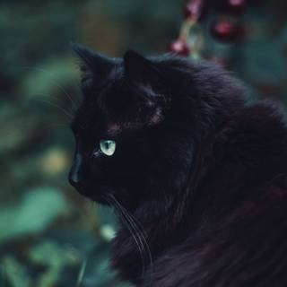 Cats 4k desktop wallpaper