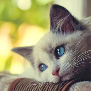 Cats 4k desktop wallpaper