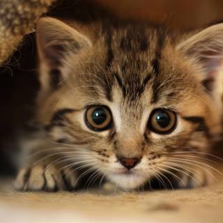 Cat profile wallpaper