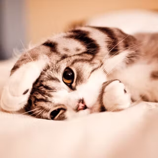 Cat cute desktop wallpaper