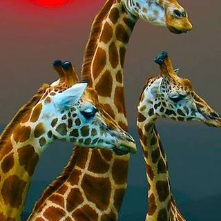 Giraffe iPhone wallpaper