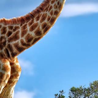 Giraffe iPhone wallpaper