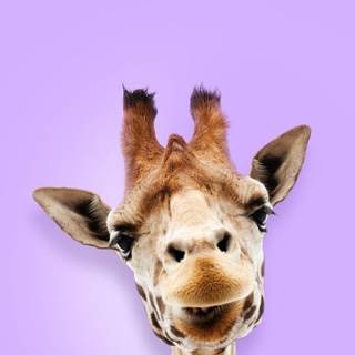 Giraffe iPhone wallpaper