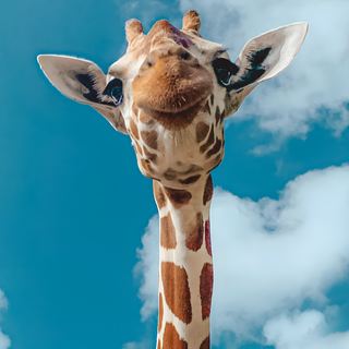 Giraffe iPhone wallpaper