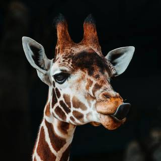 Giraffe iPhone wallpaper