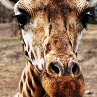 Giraffe iPhone wallpaper