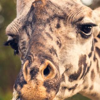 Giraffe iPhone wallpaper