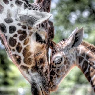 Giraffe iPhone wallpaper