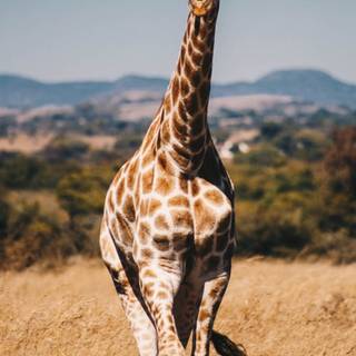 Giraffe iPhone wallpaper