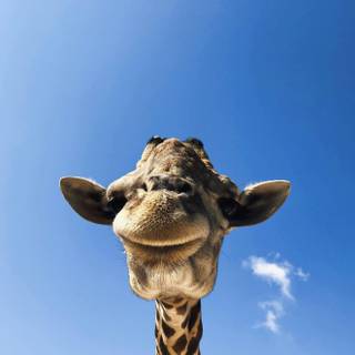 Giraffe iPhone wallpaper
