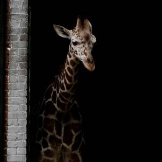 Giraffe iPhone wallpaper