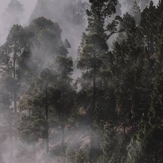 Foggy iPhone wallpaper