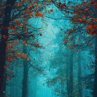 Foggy iPhone wallpaper